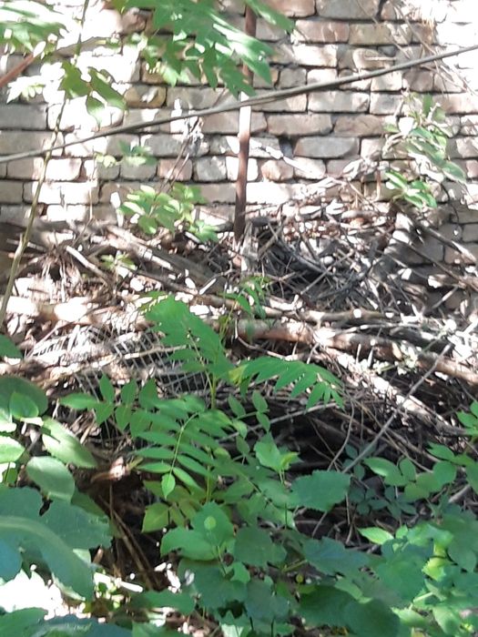 Продаются дрова черешня,урюк