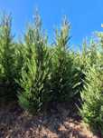 Tuia Leylandii, un arbust ornamental verde-închis, cu o formă piramida