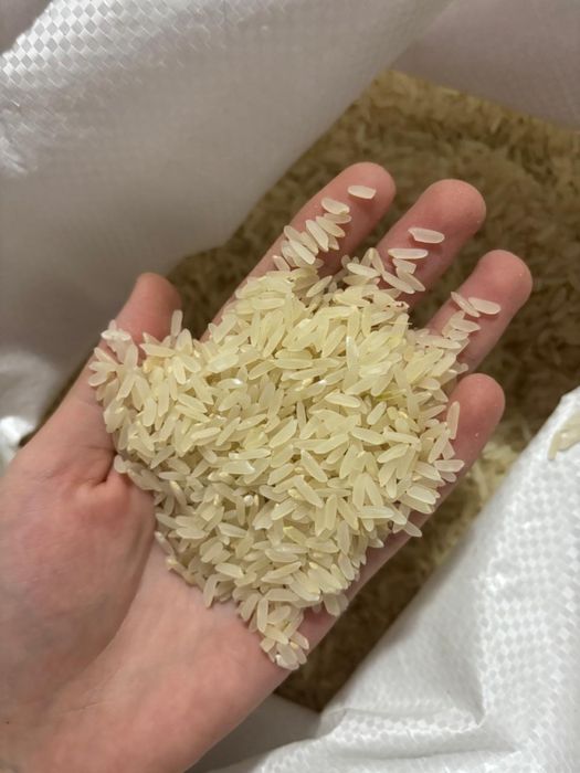 Продам рис хорезм  лазер