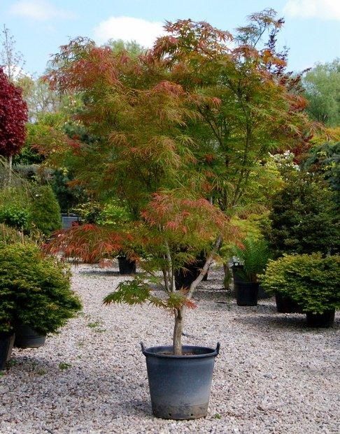 Artar japonez  ( acer palmatum) arțari japonezi
• cu frunze rosii sau