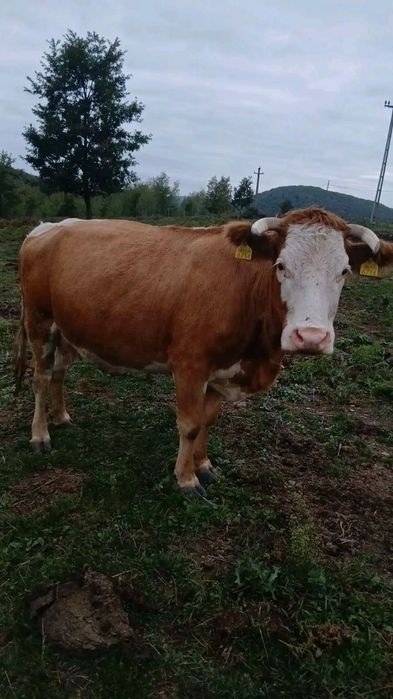 Vaca bălțată românească