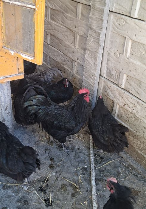 Vând cocos și puicute 2025 Wiandotte  argintiu - Gsg și Australorp