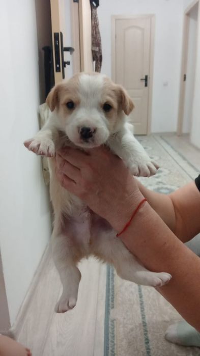 Нашли щенка ещё грудной в добрые руки