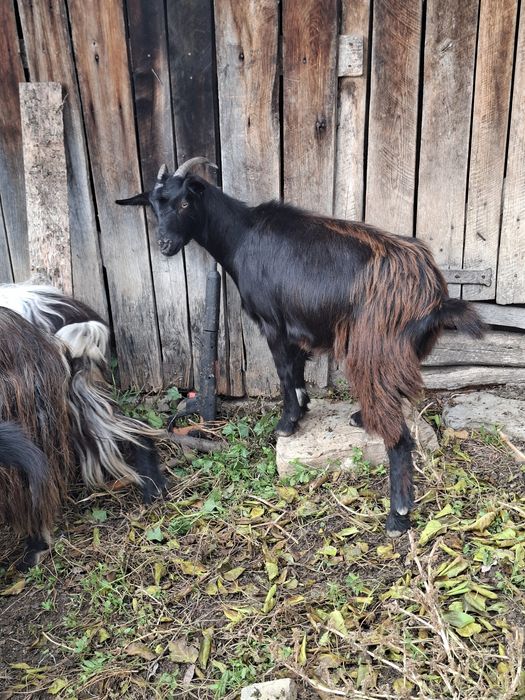 Vând 3 capre tinere