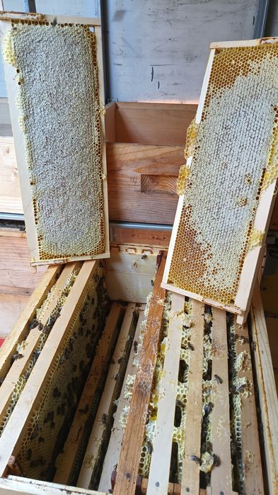 Miere de Albine Polifloră,