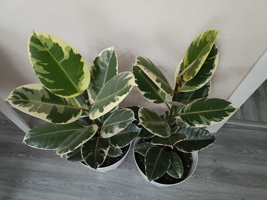 Ficuși în degrade 1m la bucată