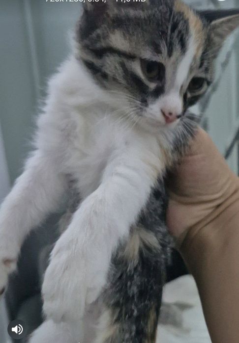 Отдам котят в добрые руки ,2 мальчика и девочка ,2 месяца очень милые