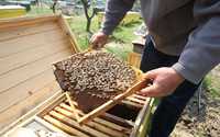 Familii albine in Cernavoda
