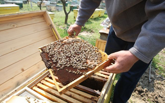 Familii albine sau roiuri  in Cernavoda