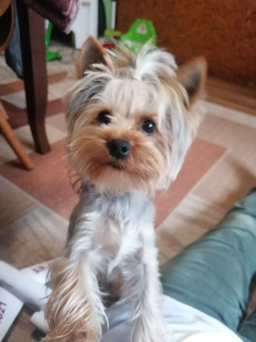 Мини йорки на 2 месеца