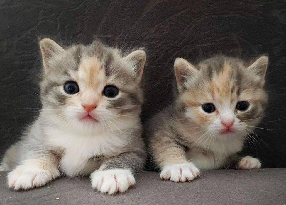 Британский котёнок
