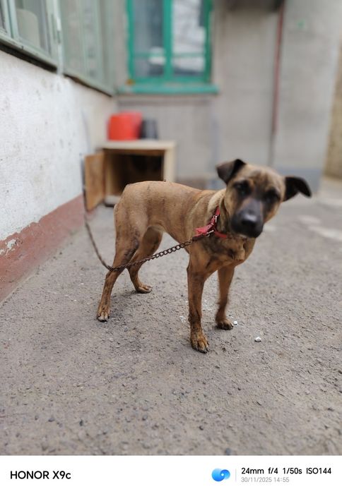 Отдам в добрые руки.