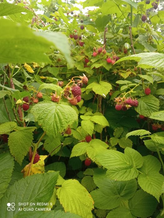 Продаем дачу, с/о Энтузиаст