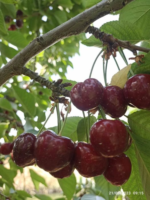 Gilos гилос  kuchatlari 13 xil sortimiz bor