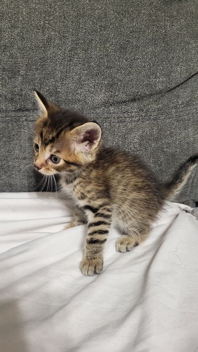 2 котенца си търсят дом!
