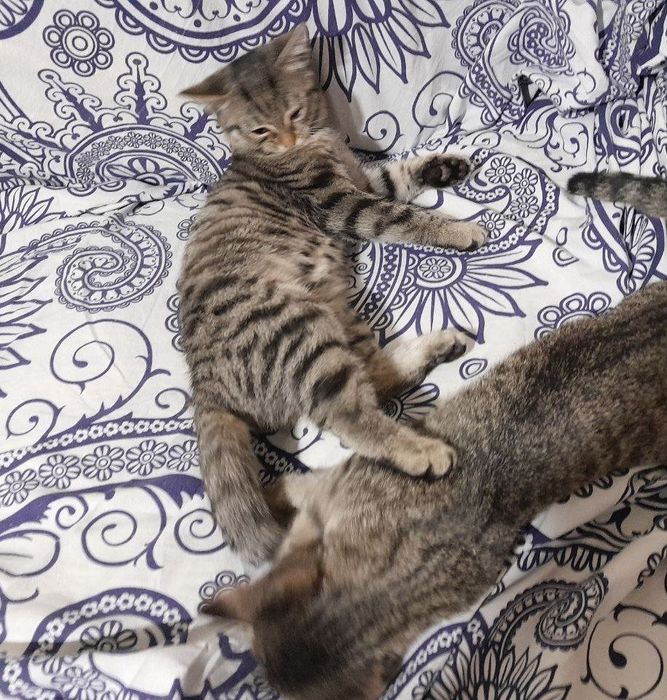 Котята ищут дом и любящих хозяев