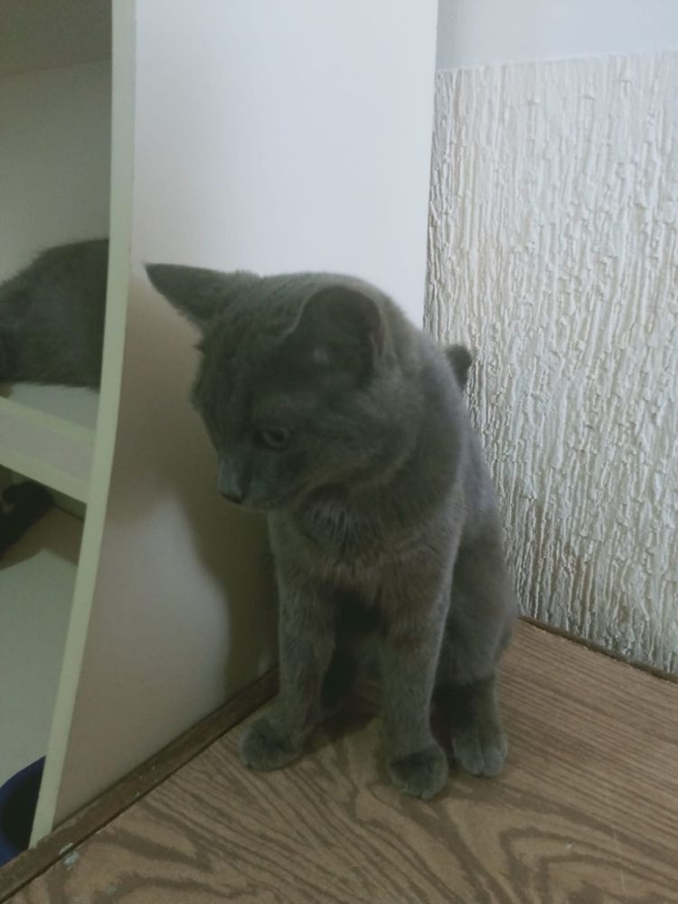 Кот по имени Лео