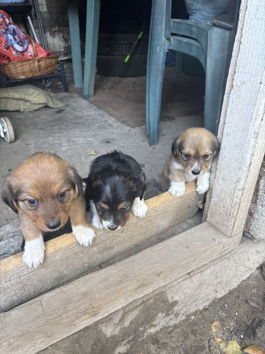 Donez căței cu vârsta de o lună