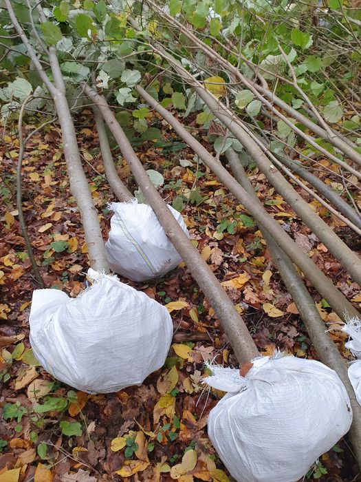 Copaci ornamentali diferite înălțimi