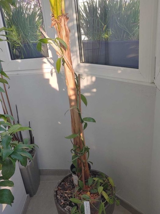 Orhidee de vanilie, ananas, bananier, dracaena lemon