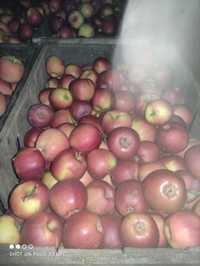 Vând mere de consum