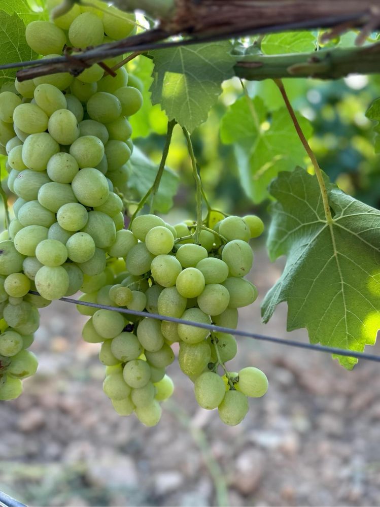 Struguri de masa si de vin