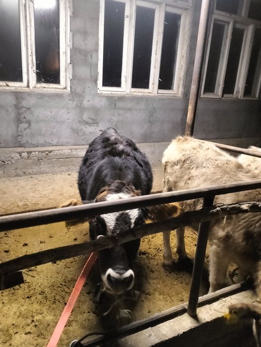 Урқашы бұзау сатылады 5 бас