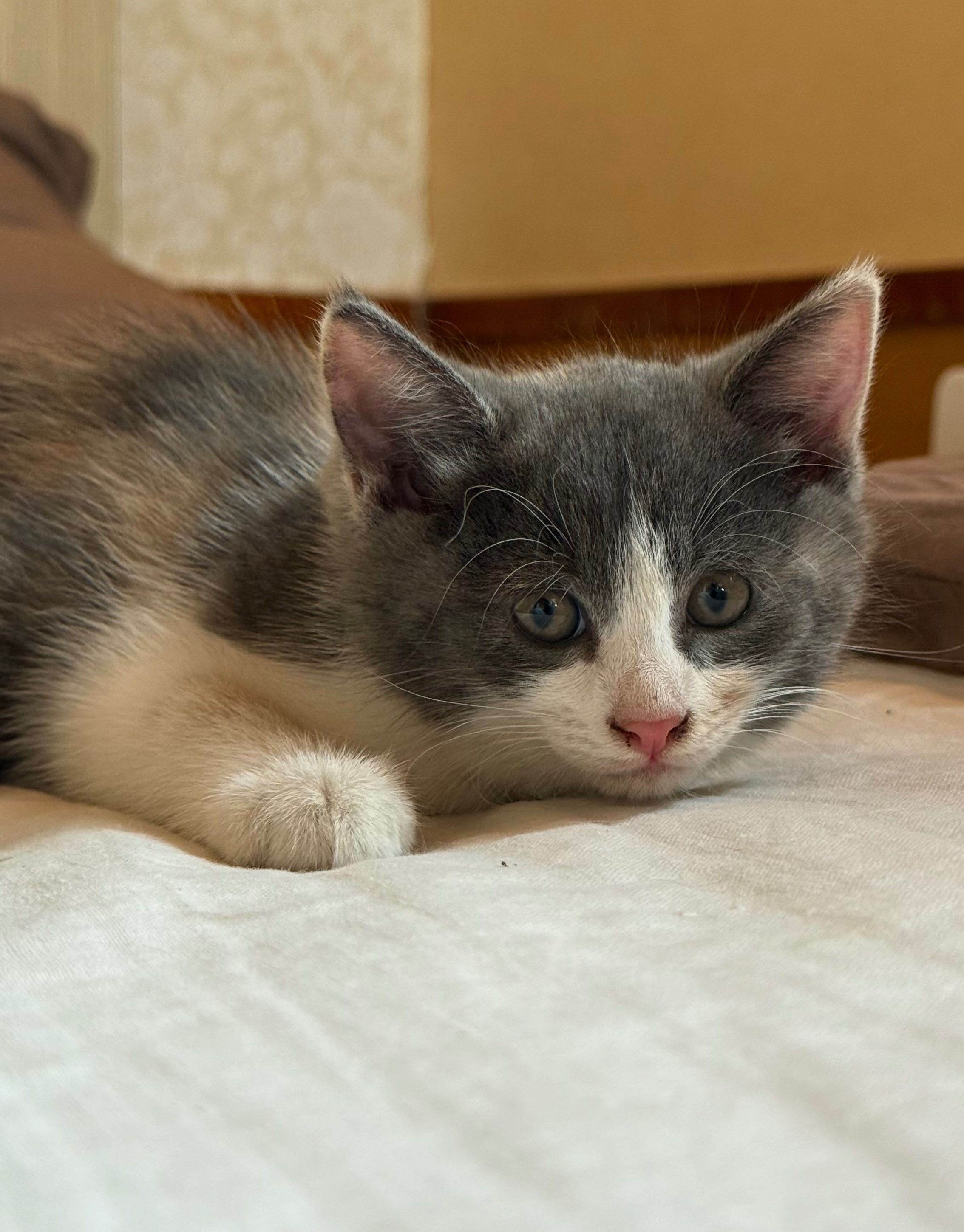 Котята в хорошие руки