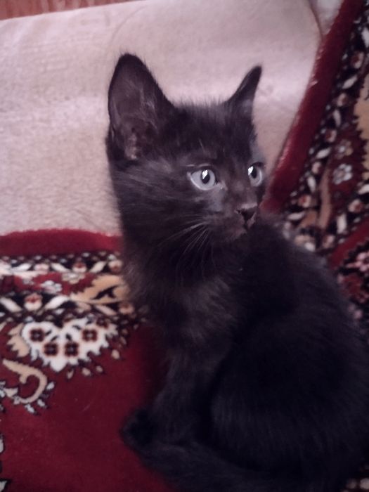 хочу отдать в хорошие добрые руки