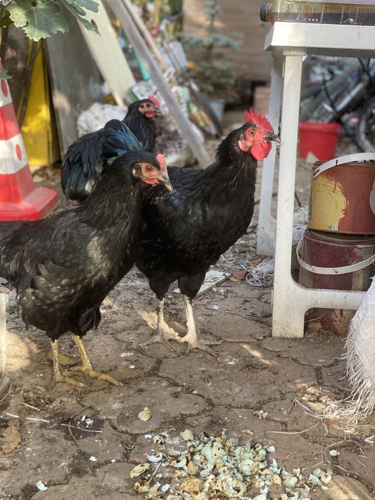 Australorp pereche, cocos + gaina.