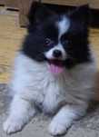 Pomeranian fetita