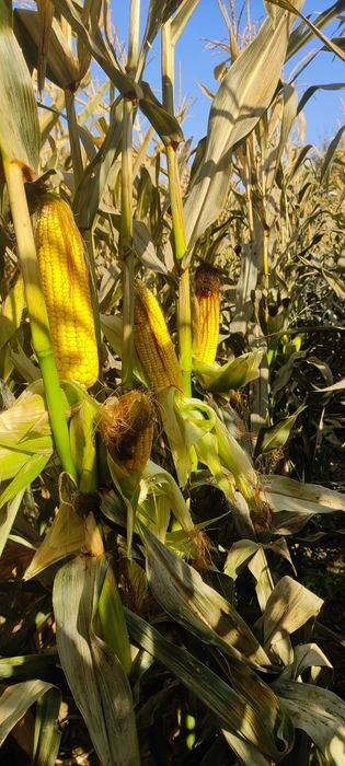 донлик сенаж гибрит макка