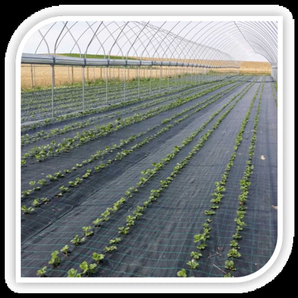 Folie Agrotextl marcaj patrat 5,15mx25m, plantat rasaduri agricultura