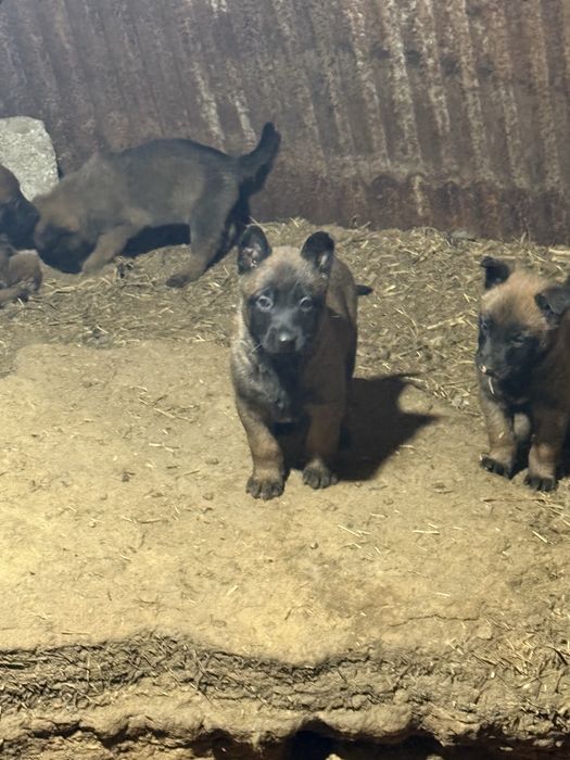 Белгийски малиноа