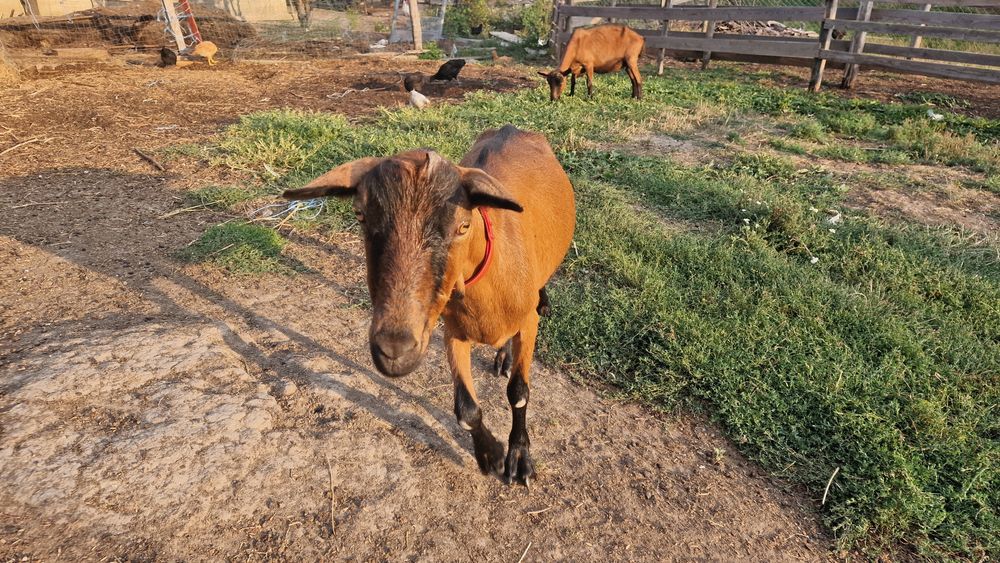 5 Capre Alpin Francez cu origine, montate, foarte bune de lapte