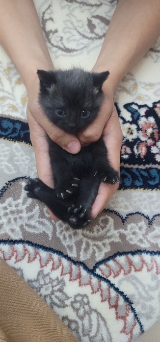 Scottish strayt sotiladi.