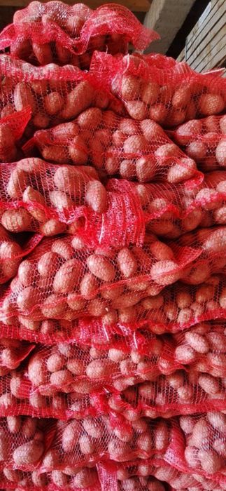 CARTOFI DE COVASNA 2 LEI KG .livram la domiciliu clientului