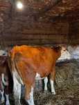 Vaca cu vitel de vanzare