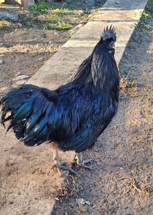 Cocosei Ayam Cemani