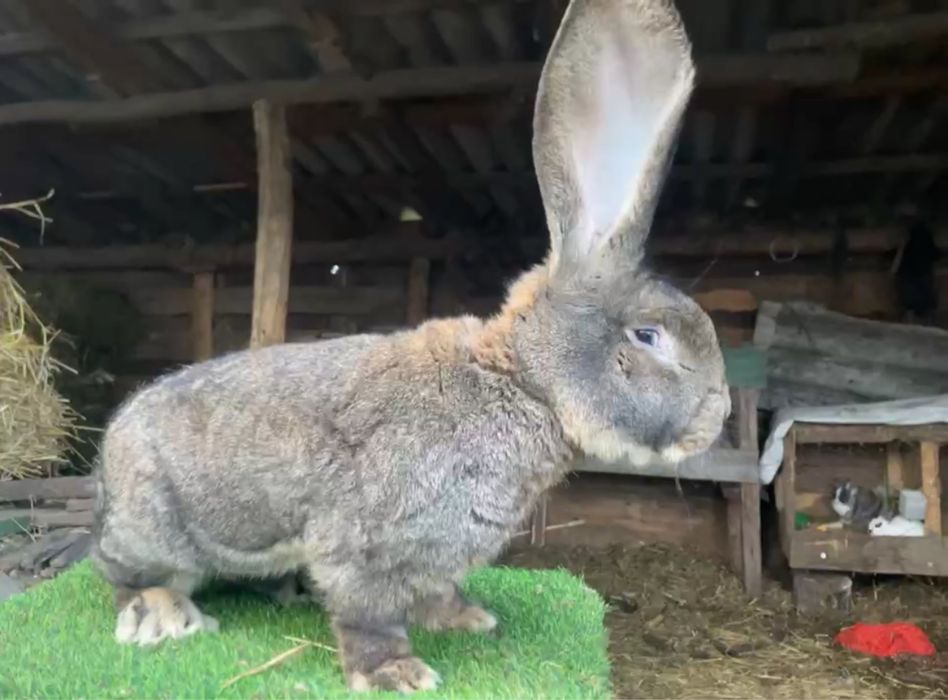 2 masculi urias german alb si gri