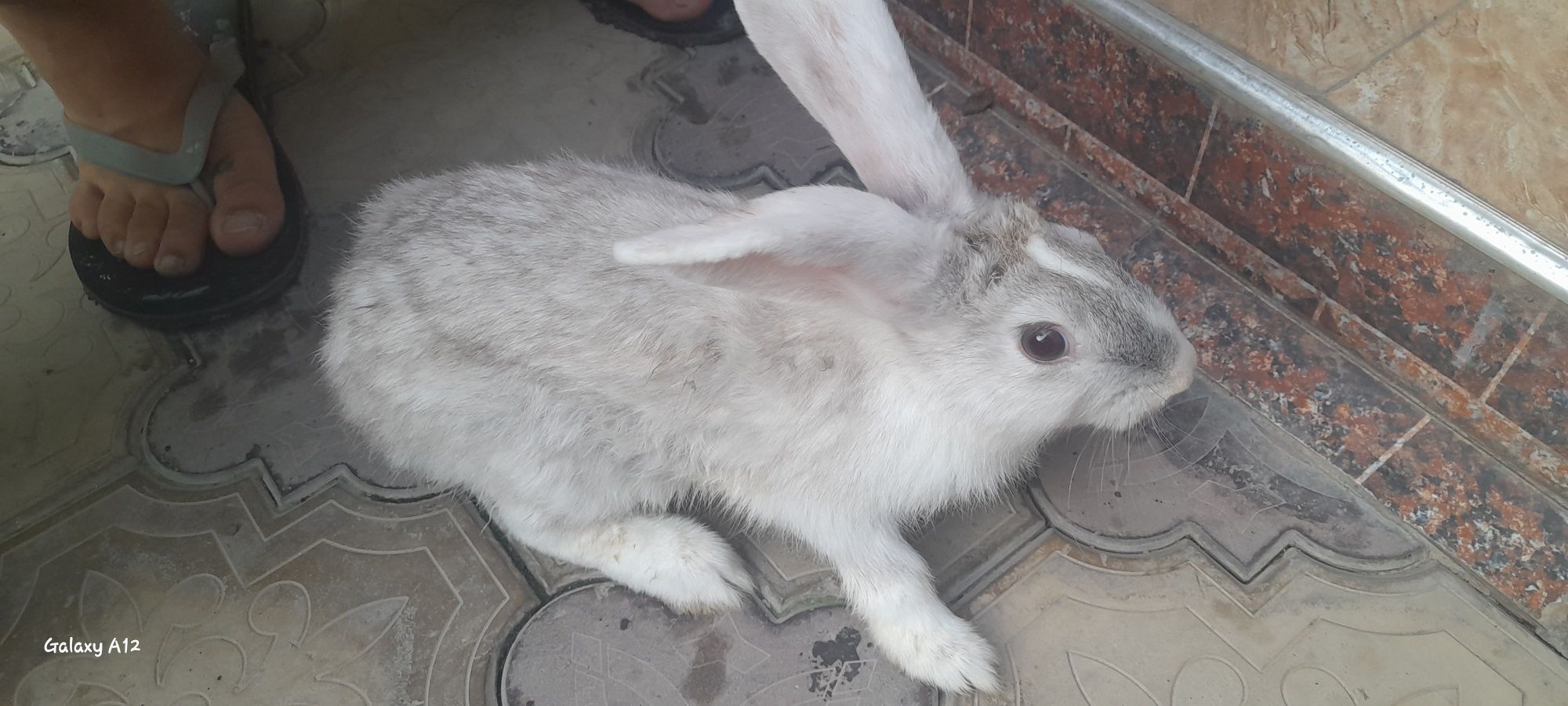 Quyon karlik panda va boshqa zotlari bor