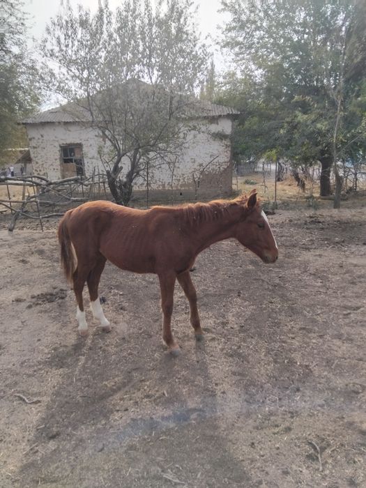 Жабагы сатылады .