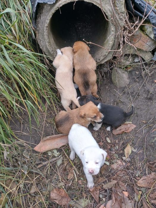 Pui de catei de talie medie