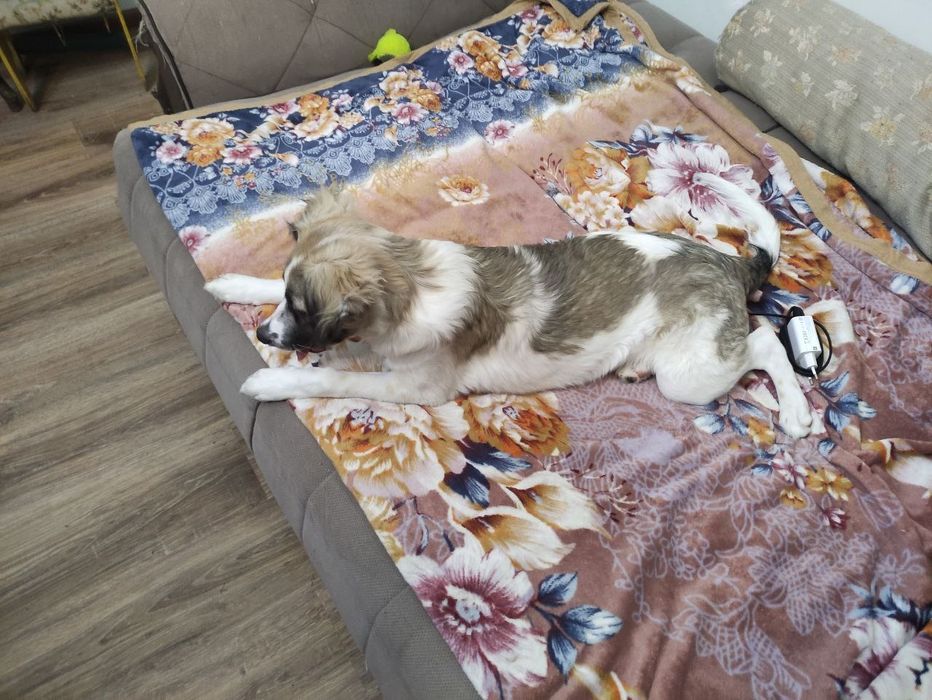 Отдадим собаку в добрые и хорошие руки.