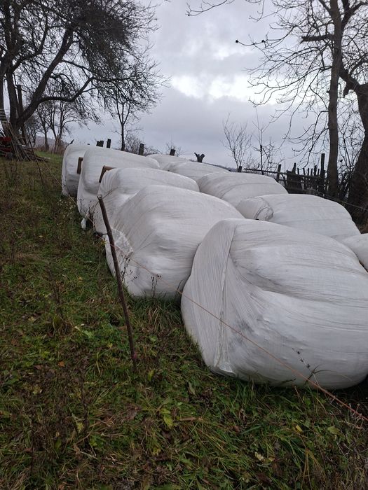 vand baloti infoliati