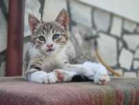 Котенце търси нов дом