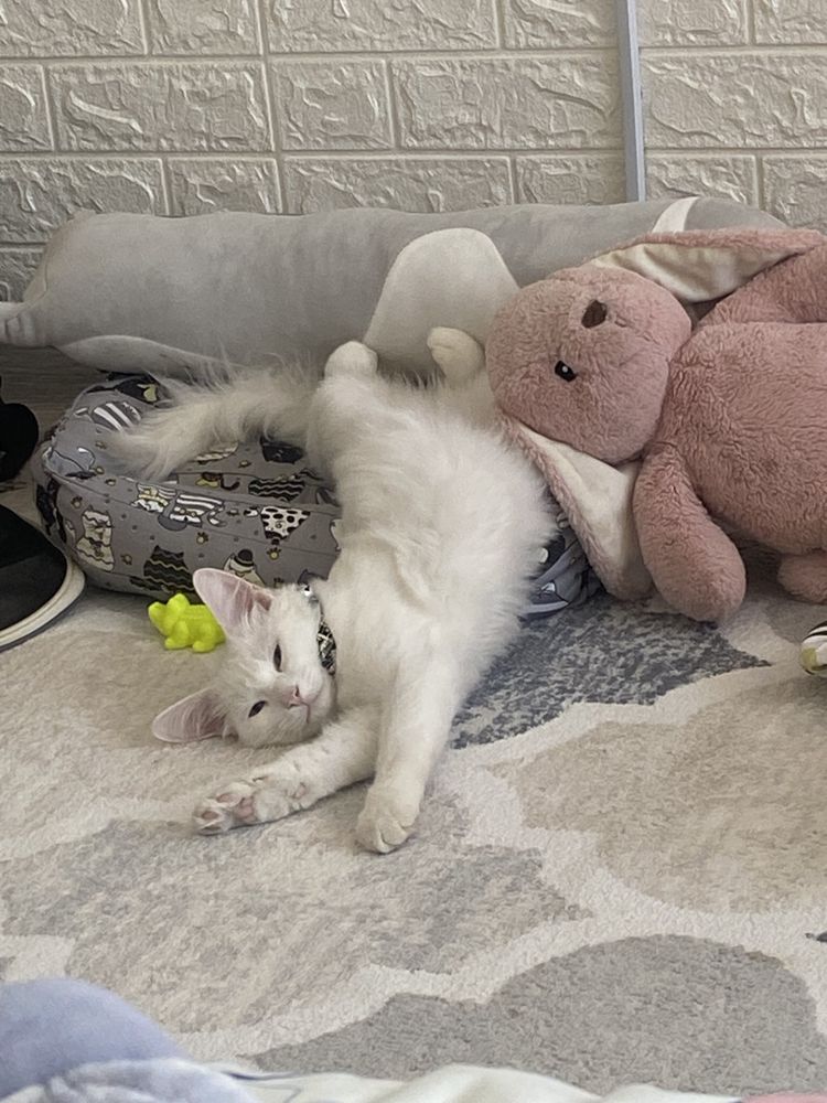 продается кошкаа