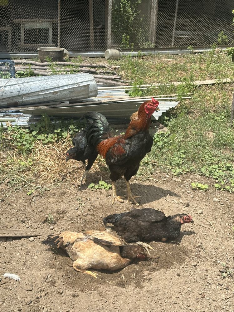 Продам 1 петух дакан 3 куриц дакан 70к .