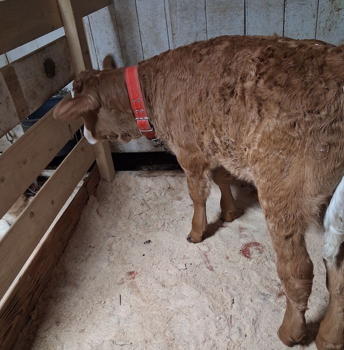 De vânzare tauras baltat