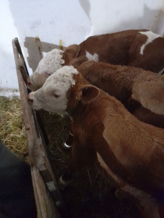 Taurasi si vitele baltate